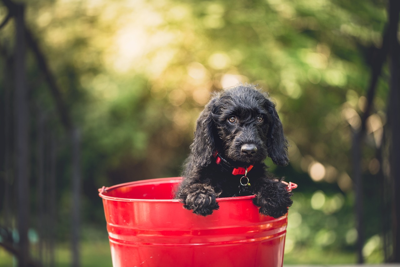 How to Choose the Best Treats for Training